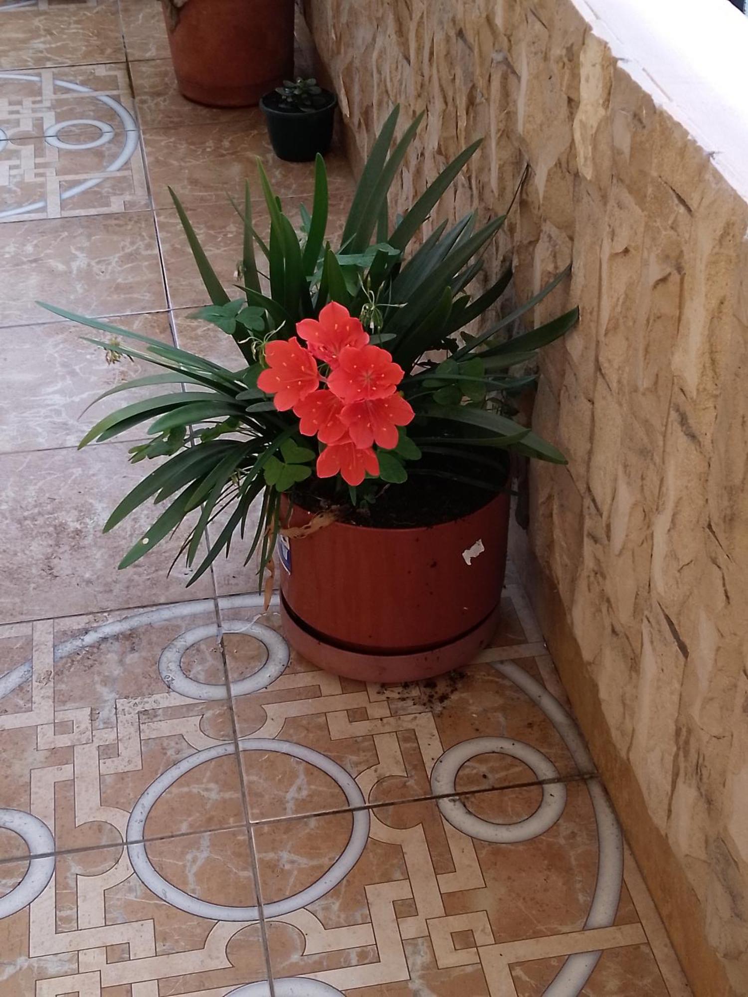 Hotel Amazonia Y Sol Baños Екстериор снимка